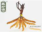 xĲ2.2l/ ڲ x؛r286Ԫ/