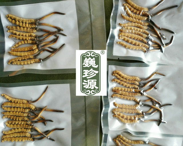 鮮蟲(chóng)草,新鮮冬蟲(chóng)夏草,新鮮蟲(chóng)草和干蟲(chóng)草哪個(gè)營(yíng)養(yǎng)價(jià)值高,冬蟲(chóng)夏草新鮮的和干的哪個(gè)營(yíng)養(yǎng)價(jià)值高,新鮮蟲(chóng)草和干蟲(chóng)草營(yíng)養(yǎng)價(jià)值哪個(gè)更高